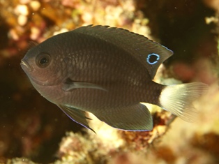 juvenile